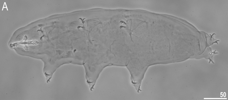 A view of the new tardigrade as seen through a phase contrast microscope.